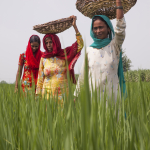Jundla Village, Karnal, India