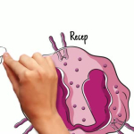 FASENRASimpleMOA-Video.mp4