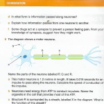 NeuronesP97.pdf