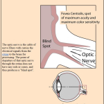 OpticNerve.JPG