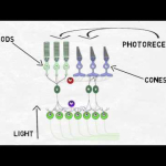 2-Minute Neuroscience: The Retina